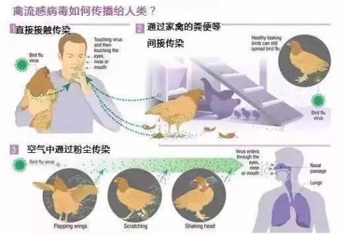 南昌禽流感最新消息,南昌禽流感最新消息的日常故事