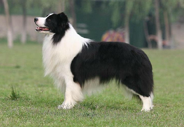 最新长毛牧羊犬售价,最新长毛牧羊犬售价，全面解读犬界热门话题
