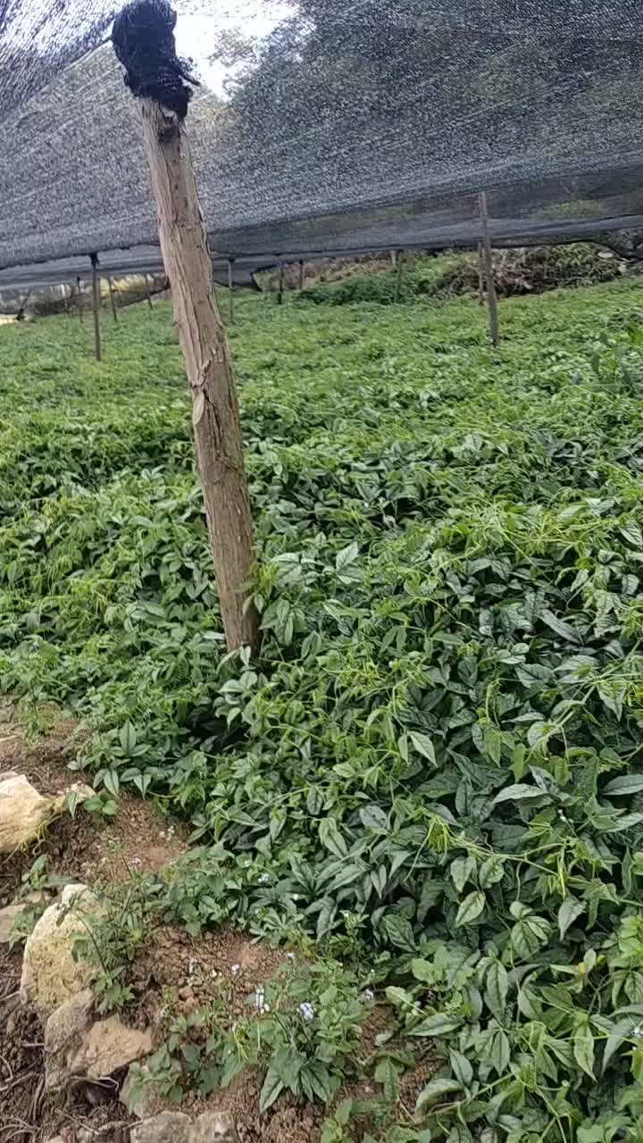 三叶青价格,三叶青，小巷深处的珍稀宝藏，独特价格与无法抗拒的诱惑