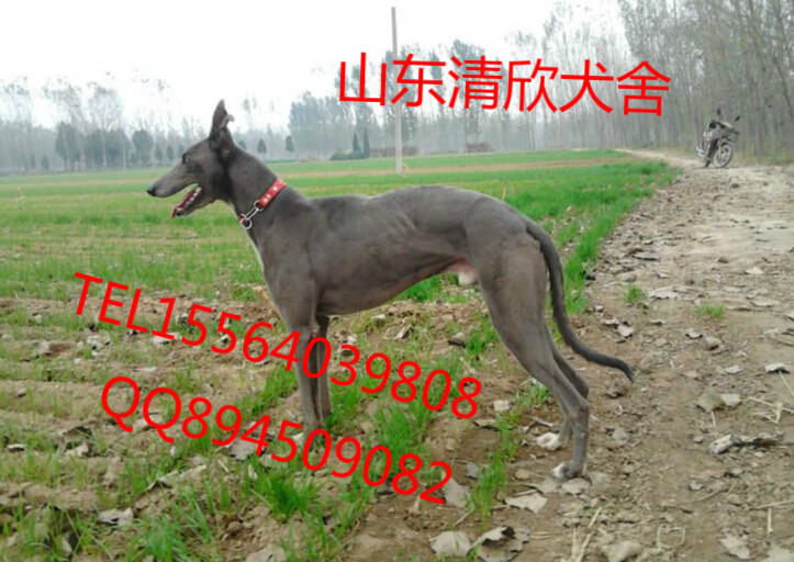 石家庄格力犬最新售价,石家庄格力犬最新售价